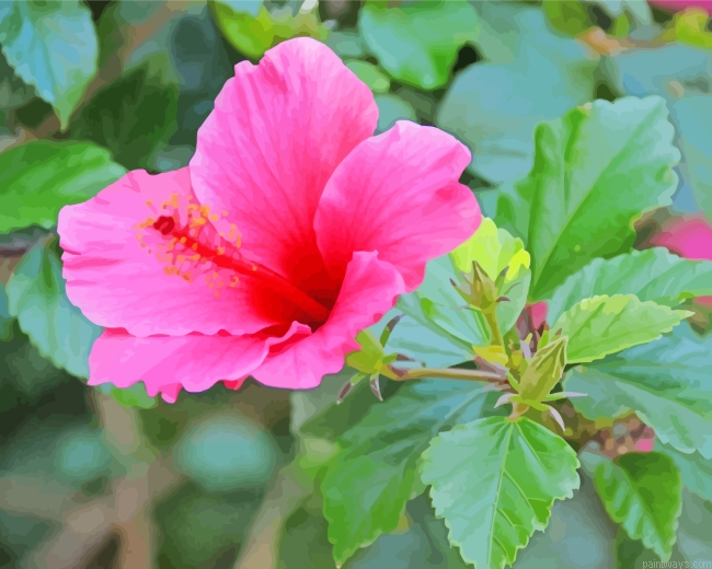 Pink Hibiscus Flower Painting By Numberss.png