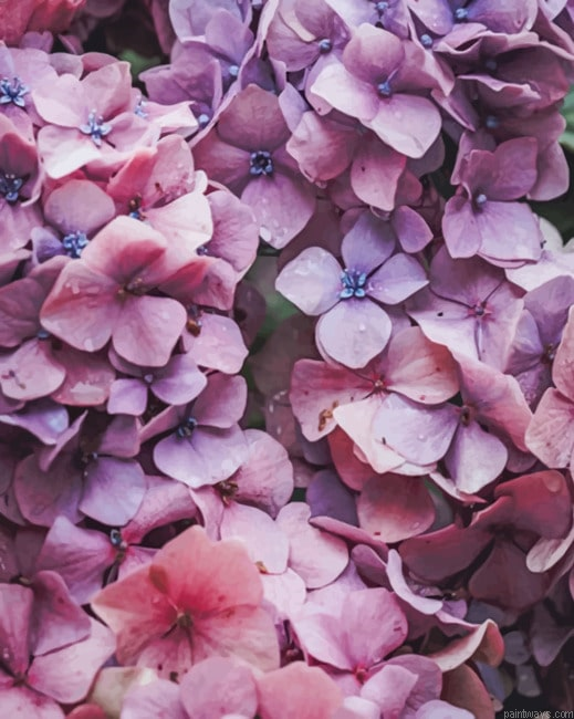 Pink Hydrangea Flower New Painting By Numberss.png