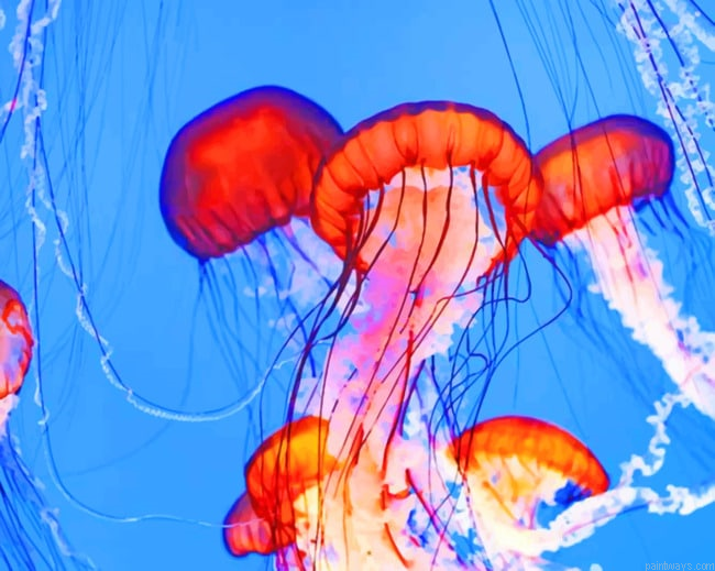 Pink Jellyfishes In The Ocean New Painting By Numberss.png