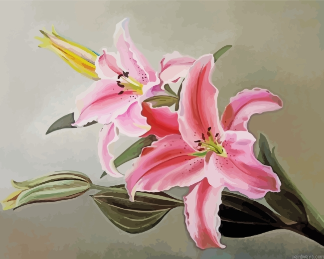 Pink Lilies Painting By Numbers.png