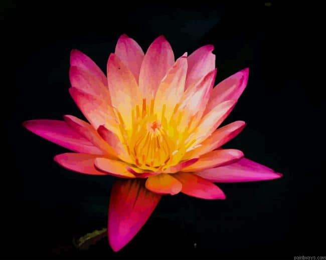 Pink Lily Flower New Painting By Numberss.png