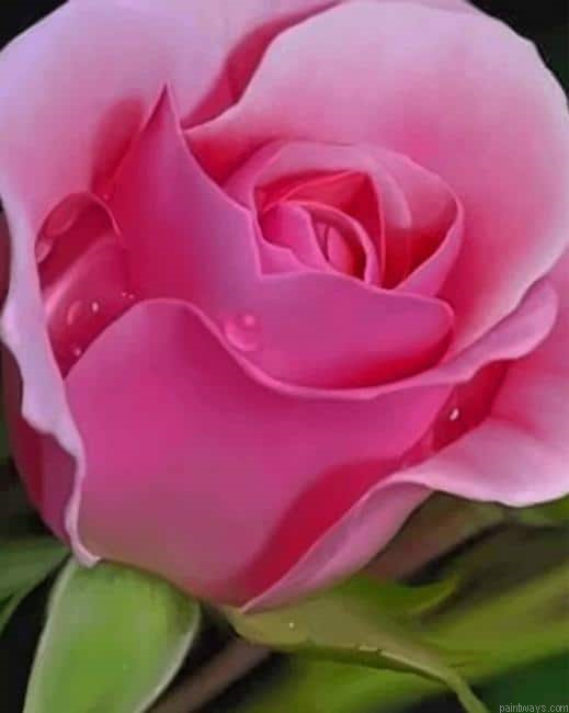Pink Rose Flower New Painting By Numberss.png