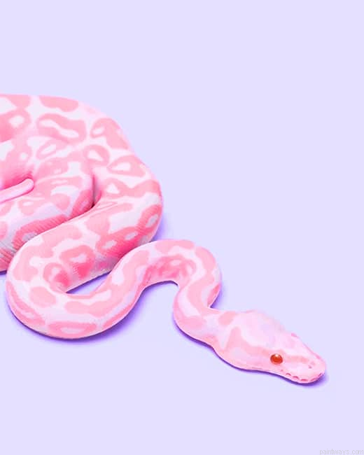 Pink Snake New Painting By Numberss.png