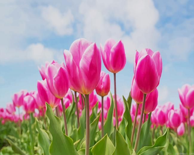 Pink Tulip Field New Painting By Numberss.png