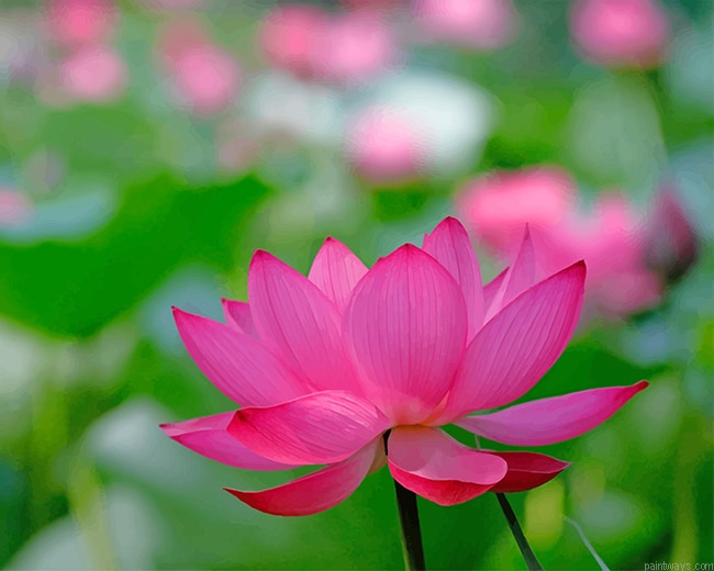 Pinky Lotus Flower New Painting By Numberss.png
