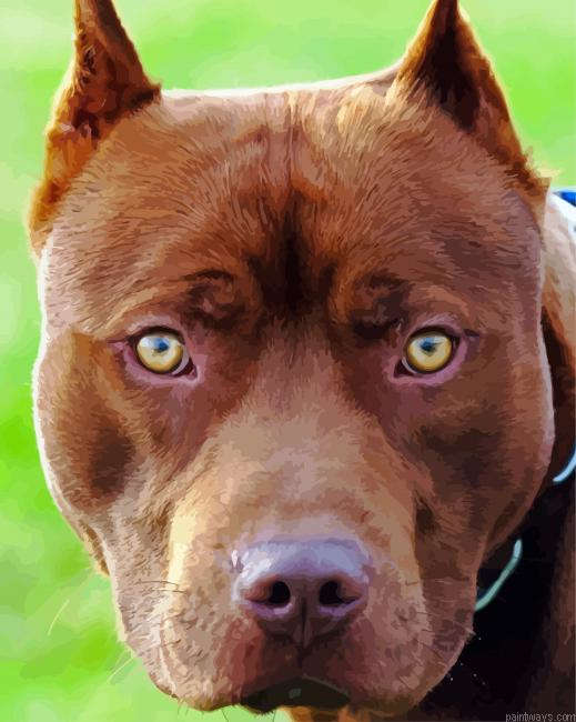 Pitbull Head Dog Painting By Numberss.png