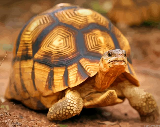 Ploughshare Tortoise Painting By Numbers.png