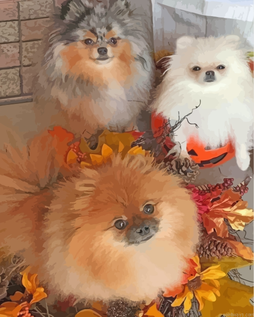 Pomeranian Dogs Painting By Numbers.png