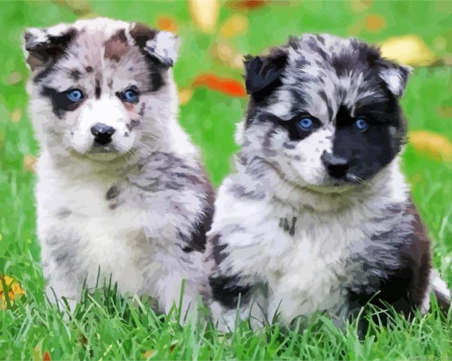 Pomsky Puppies Painting By Numberss.png