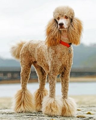 Poodle Dog Painting By Numbers.png