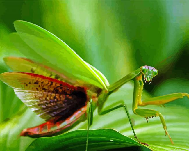 Praying Mantis Painting By Numberss.png