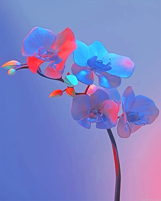 Pretty Archid New Painting By Numberss.png