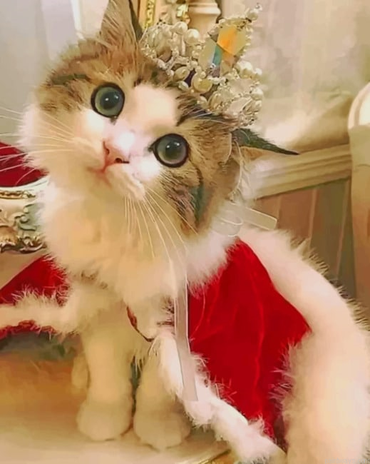 Princess Cat New Painting By Numberss.png