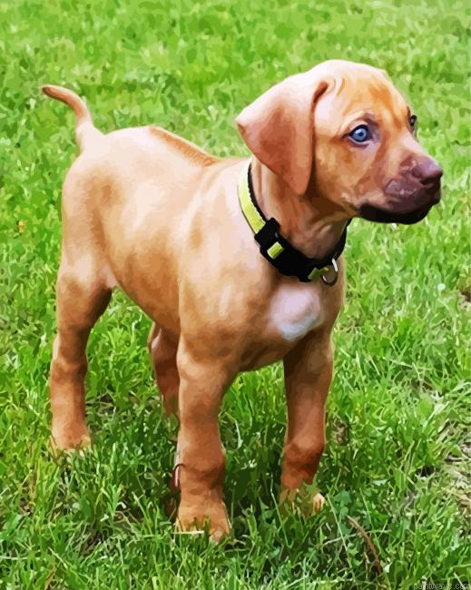 Puppy Rhodesian Ridgeback Painting By Numberss.png