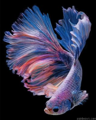 Purple Betta Fishe Vector Painting By Numbers.png