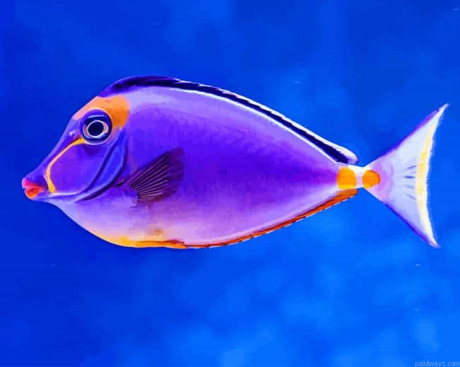 Purple Fish New Painting By Numberss.png