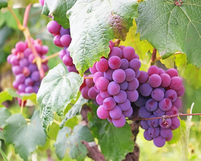 Purple Grape New Painting By Numberss.png