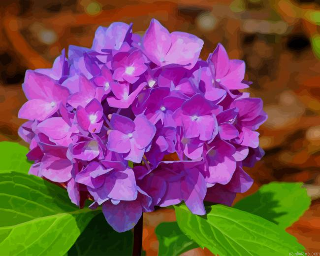 Purple Hydrangea New Painting By Numberss.png