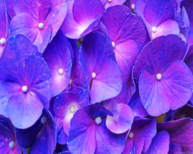 Purple Hydrangea Painting By Numbers.png