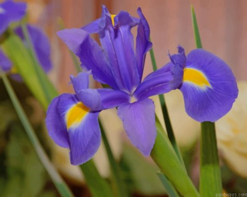 Purple Iris Flower Painting By Numbers.png