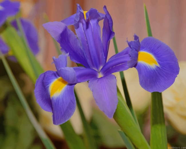 Purple Iris Flower Roses Painting By Numberss.png