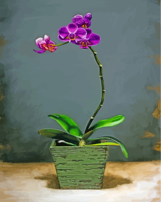Purple Orchids Painting By Numberss.png