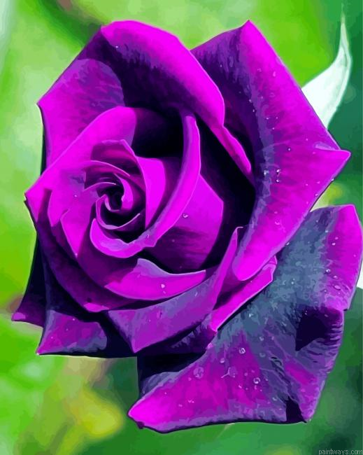 Purple Rose Painting By Numberss.png