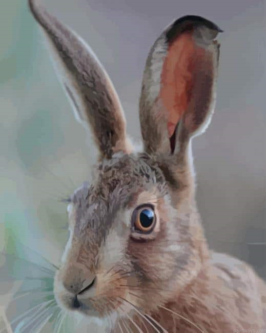 Rabbit Animal New Painting By Numberss.png