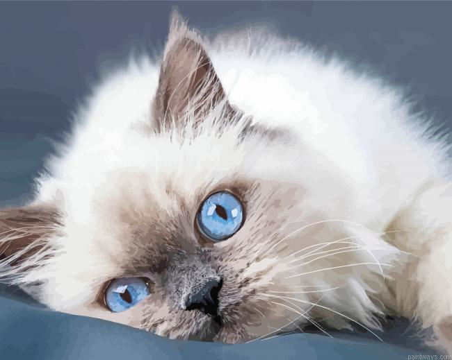 Ragdoll With Blue Eyes Painting By Numberss.png
