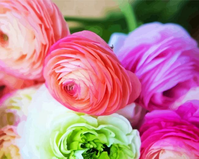 Ranunculus Roses Flowers Painting By Numberss.png