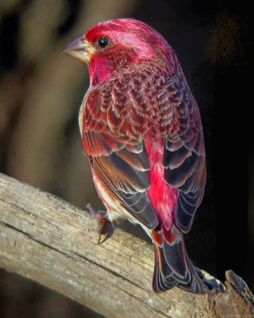 Raspberry Bird Painting By Numberss.png
