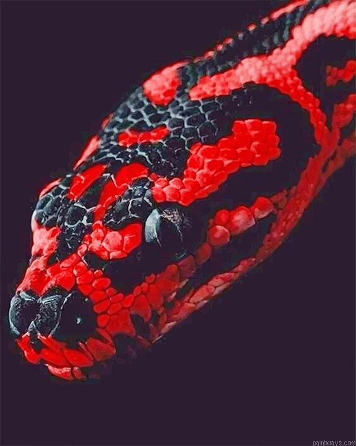 Red And Black Python New Painting By Numberss.png