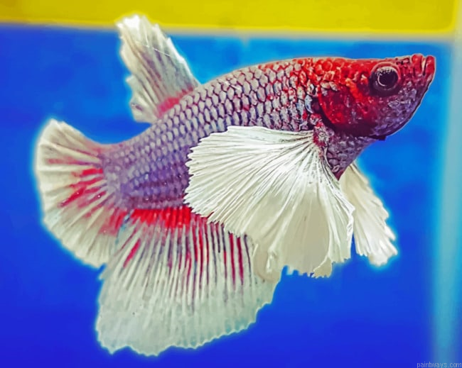Red And White Betta Fish Painting By Numberss.png