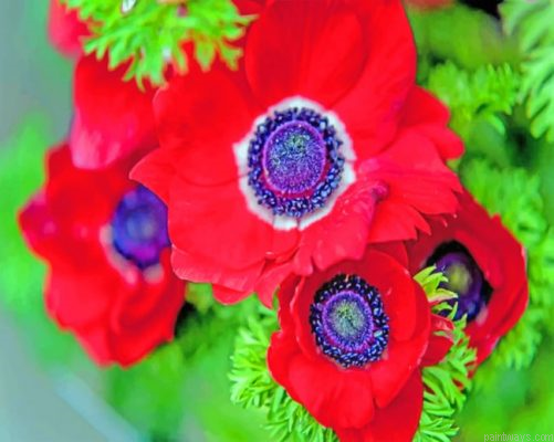 Red Anemone Flower Painting By Numbers.png