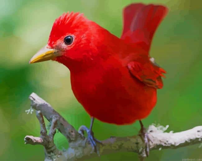 Red Bird New Painting By Numberss.png