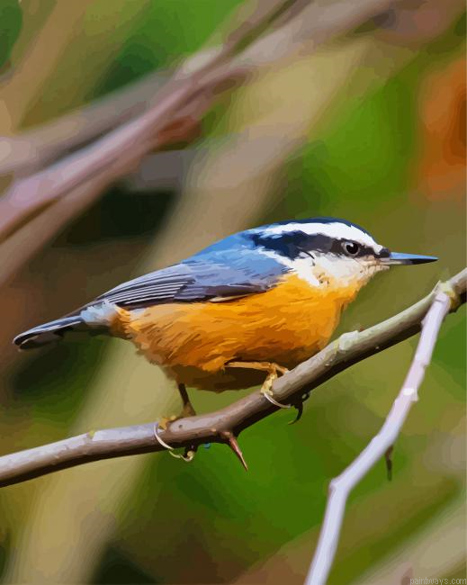 Red Breasted Nuthatch Painting By Numberss.png