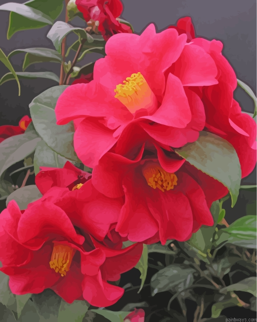 Red Camellia Painting By Numbers.png
