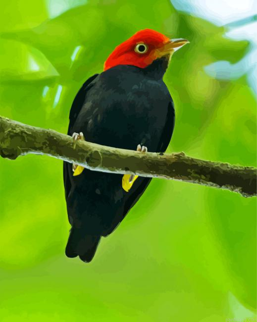 Red Capped Manakin Bird Painting By Numberss.png