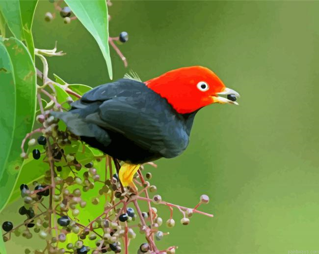 Red Capped Manakin Painting By Numberss.png