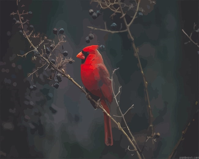 Red Cardinal Bird New Painting By Numberss.png