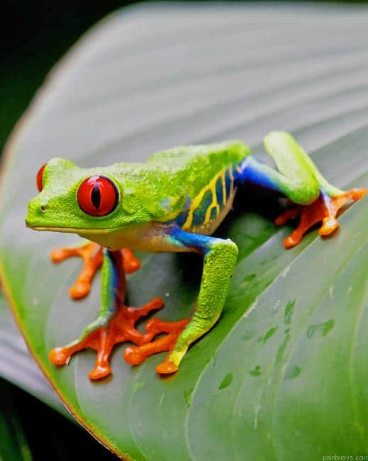Red Eyed Tree Frog New Painting By Numberss.png