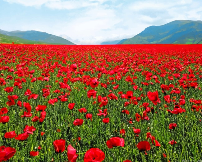 Red Flowers Fields Painting By Numberss.png