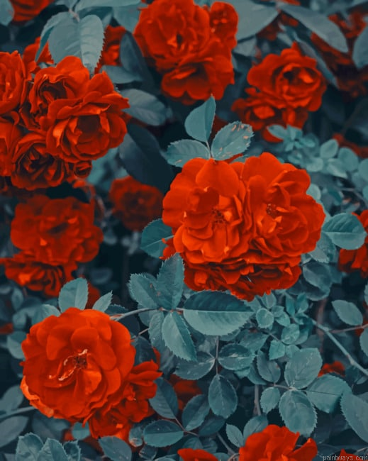 Red Flowers Roses Painting By Numberss.png