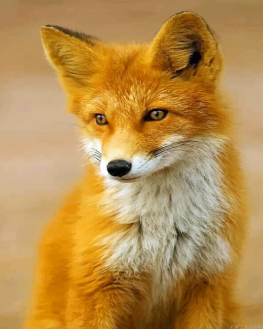 Red Fox Animals Painting By Numberss.png