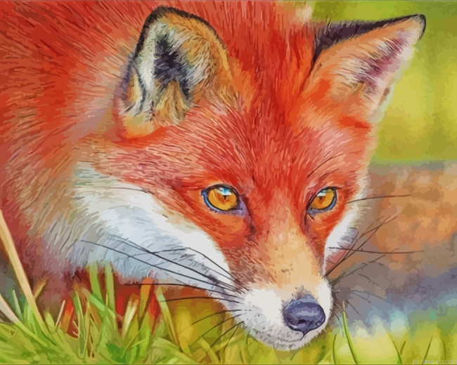 Red Fox Painting By Numbers.png