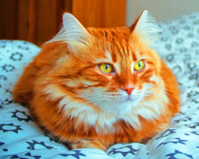 Red Headed Cat Animals Painting By Numberss.png