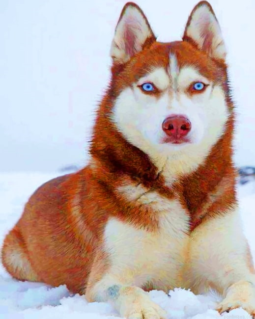 Red Husky Animals Painting By Numberss.png