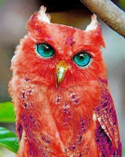 Red Owl Birds Painting By Numberss.png