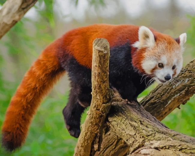 Red Panda On A Tree Animals Painting By Numberss.png