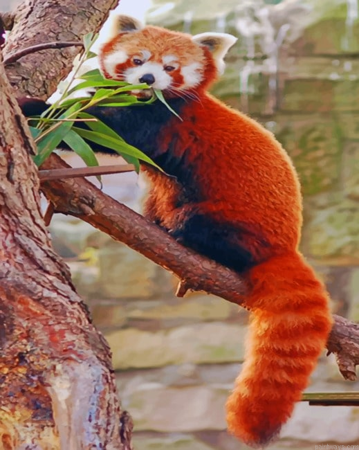 Red Panda On Tree Painting By Numbers.png